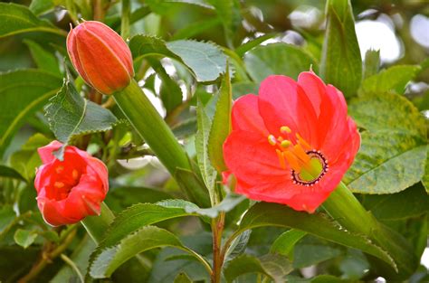 flowers in Ecuador