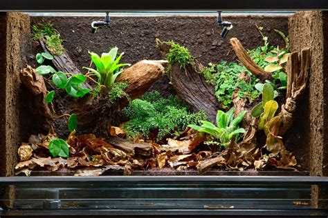 Enclosure Ideas: Leopard Gecko in a 20 Gallon Tank - All Gecko