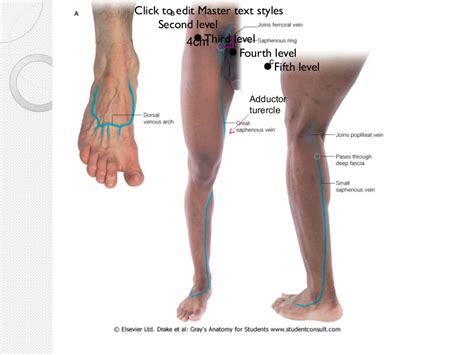 Surface anatomy of lower limb | Anatomy, Lower limb, Great saphenous vein