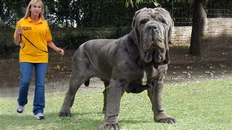 Meet the world’s biggest man best friend, who weighs a hefty 180 pounds ...