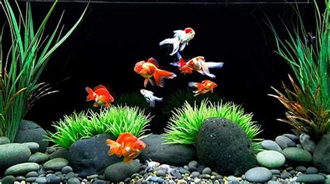 Goldfish live wallpaper for Android. Goldfish free download for tablet ...