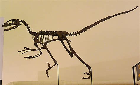 Deinonychus anttirrhopus | Fossil in the wonderful Sedgwick … | Flickr