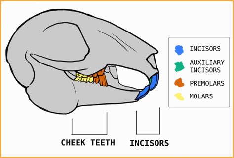 The Survival Species: Rabbit Anatomy From Nose To Tail