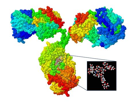 igg-with-glycan_1.jpg