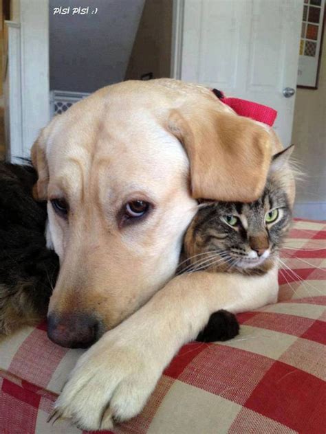 The Unconditional Love of 20+ Animals