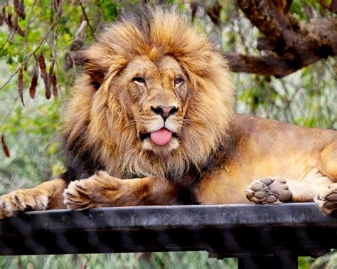 Lion At The San Diego Zoo: Photo Of The Day | San Diego, CA Patch