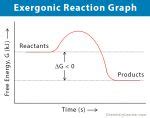 Exergonic Reaction: Definition, Equation, Graph, and Examples