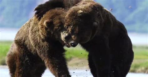 Photographer Films 'Longest, Most Intense' Grizzly Bear Fight He's Ever ...