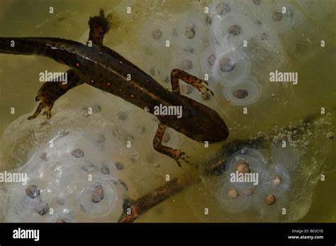 Salamander Laying Eggs