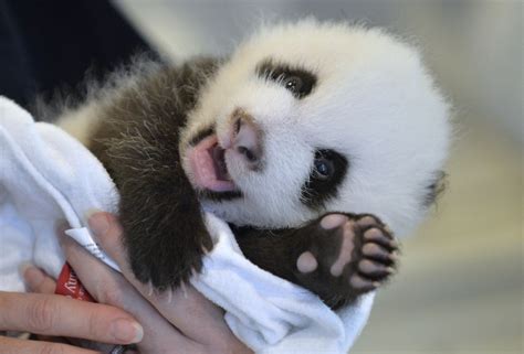 The Atlanta Zoo's Baby Panda Cub Just Wants To Say 'Hey!' (PHOTOS ...