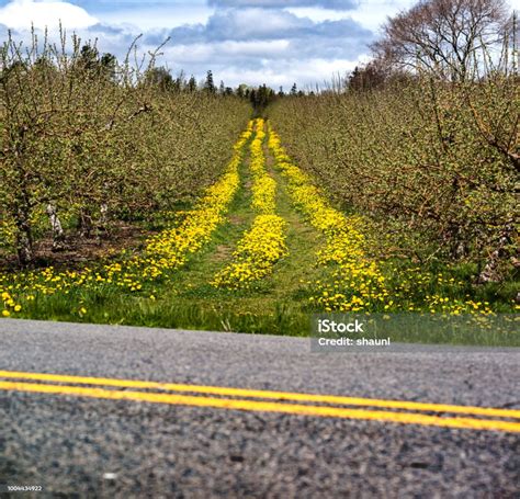 Annapolis Valley Apple Orchard Stock Photo - Download Image Now - Apple ...