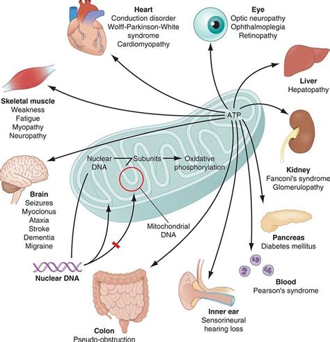 Diet Combination Therapy http://www.dietplanlist.com/diet-combination ...