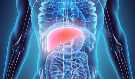 Liver storage time increased from 12 hours to a week : r/futuretimeline