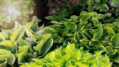 Hostas for Sun: Sun-Tolerant Options For Your Garden