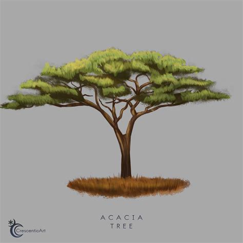 ArtStation - Acacia Tree