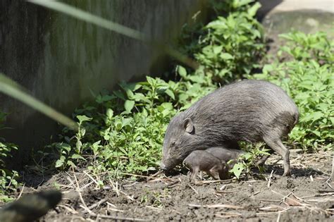 Pygmy hog conservation program – Fundacja Zoo Wrocław DODO