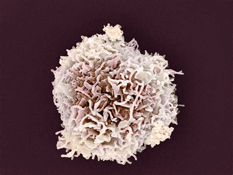 Types and Function of White Blood Cells (WBCs)