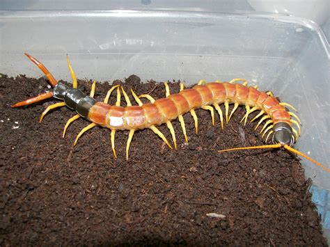 Real Monstrosities: Giant Red-headed Centipede