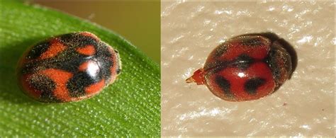 13 Ladybug Species Found in the United States (w/Pics) - Bird Watching HQ