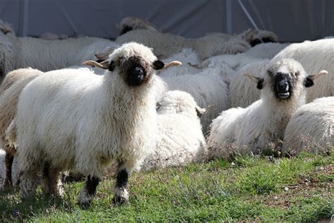 Valais Blacknose Sheep in Switzerland 2024 - Rove.me