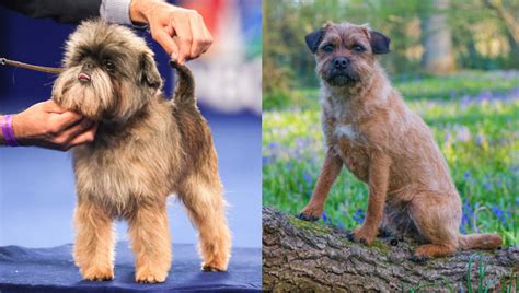 Affen Border Terrier Dog Breed Information & Characteristics