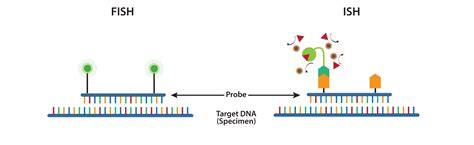 In Situ Hybridization Ish And Fluorescence In Situ