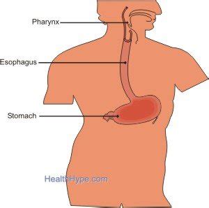 Food Stuck in Throat and Esophagus (Chest, Food Pipe) | Healthhype.com