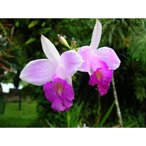 The Hawaii Bamboo Orchid plant is probably the easiest orchid you will ...