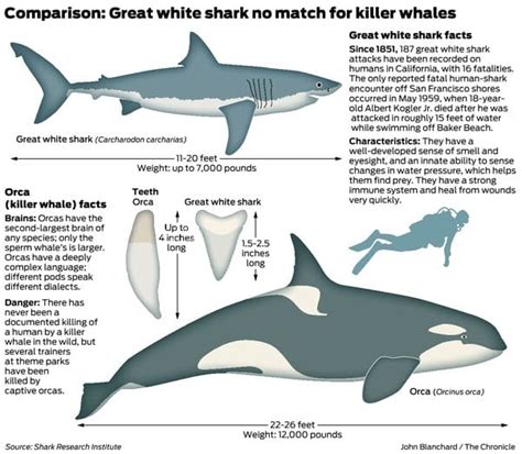 Orca vs. Great White Shark: Who Reigns Supreme?