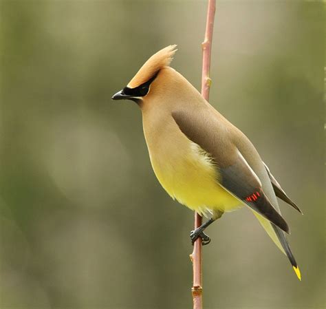 Cedar Waxwing Facts, Habitat, Diet, Life Cycle, Baby, Pictures