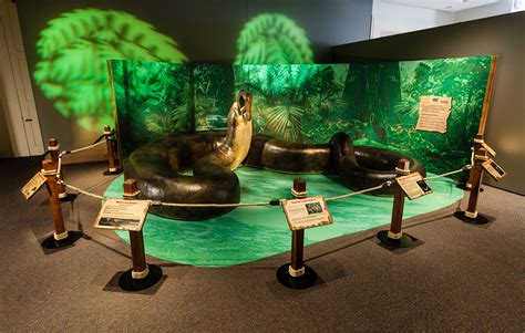 Biggest Snake Ever to be Displayed at Smithsonian | Smithsonian Institution