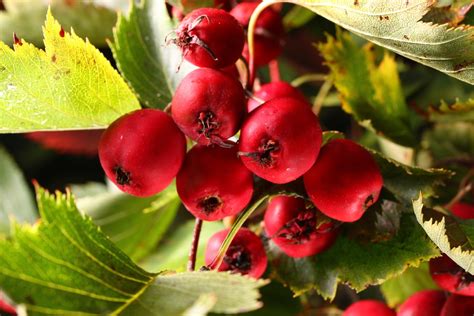 Hawthorn Tree Berries: A Heart-Healthy Harvest - Garden.eco