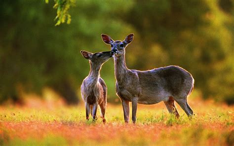 White-Tailed Deer Duo HD Wallpaper