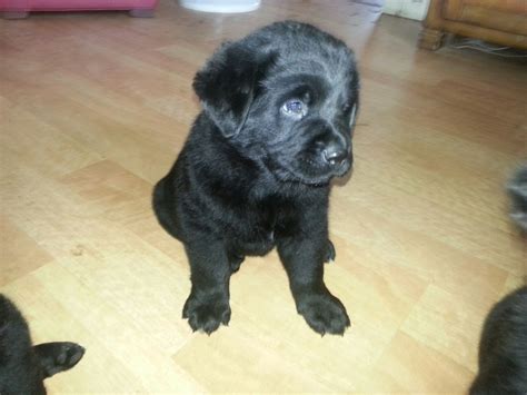 My Newfoundland/lab mix puppy 6weeks old Labrador Mix, Labrador ...