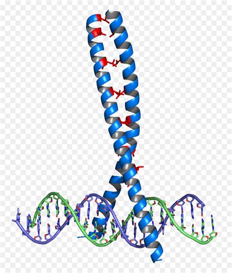 Tirette De Leucine, Motif Structural, La Leucine PNG - Tirette De ...