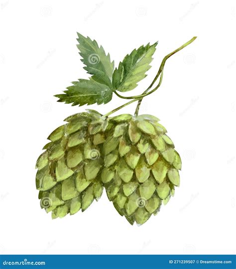 Green Hop Fruit, Beer Ingredients, Watercolor Illustration. Stock ...