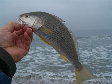 Yellow Croaker Fish - Seafood Delicacy