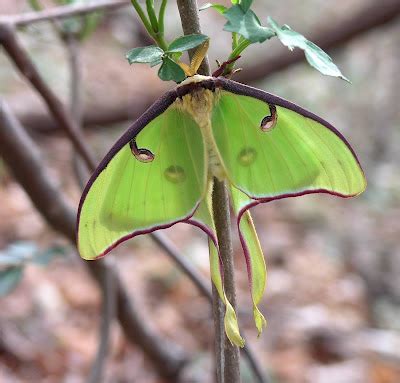 Nature in the Ozarks: Luna Moth (Actias luna) Life Cycle