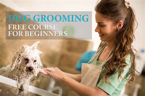 How to Groom a Dog: The Largest FREE Course for Beginners (All-in-One)