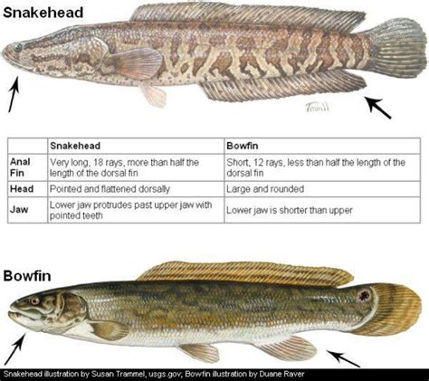 Northern Snakehead | Department Of Natural Resources Division