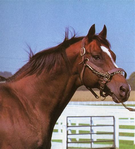 FAMOUS RACEHORSES: LEGENDS - Nijinsky The God of Dance