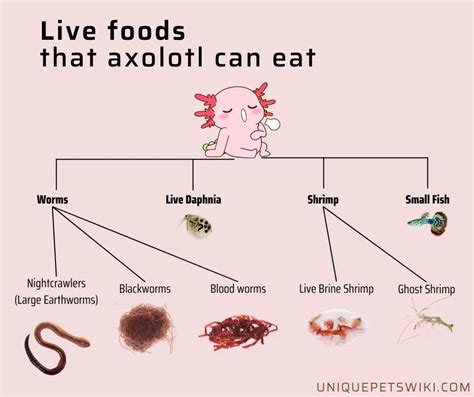 What Can Axolotl Eat?