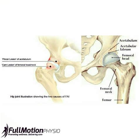 Pin en Anatomy