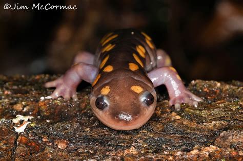 Ohio Birds and Biodiversity: Salamanders and shrimp