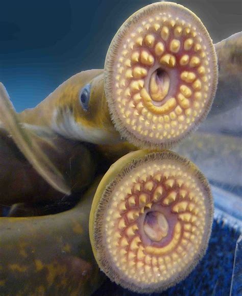 The sea lamprey | Lamprey, What is a sea, Fish