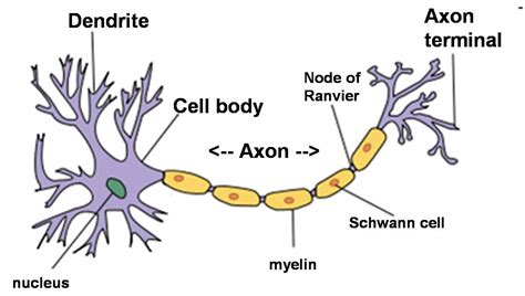 Simple neuron diagram. | Neuron diagram, Neurons, Neuron structure