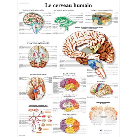 Le cerveau humain - 4006792 - VR2615UU - Cerveau et système nerveux ...