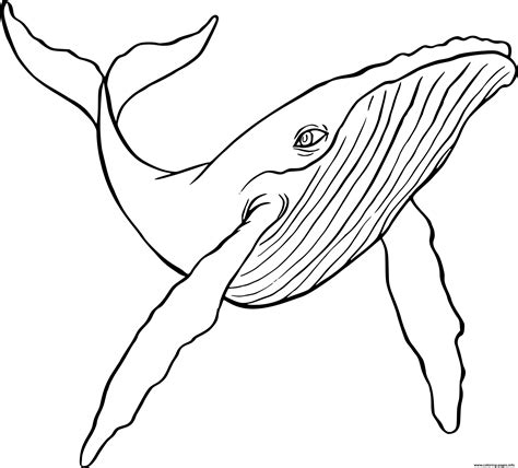 Humpback Whale Coloring page Printable