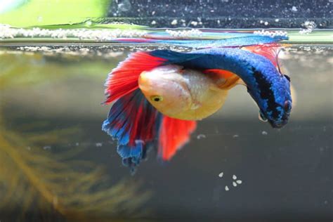 Why is my Betta fish not eating? (Top 5 Possible Reasons) – Fishkeeping ...