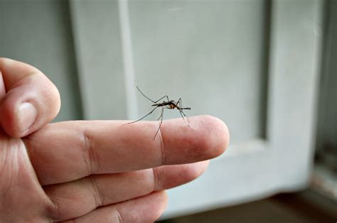 Giant mosquitos... 20 times normal size... set to invade Central ...